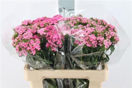 <h4>Di Barb It. Dark Pink</h4>