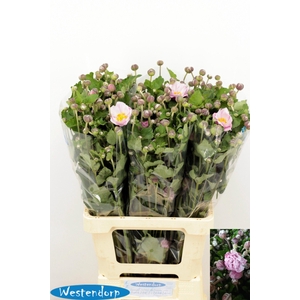 ANEM OV