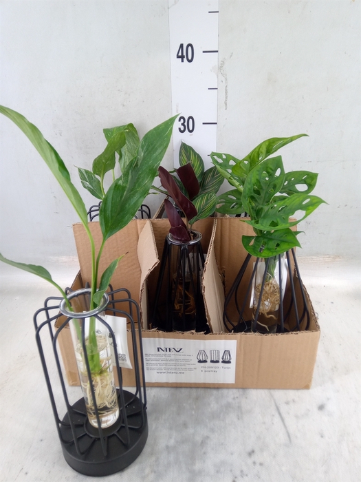 <h4>Planten  ..mix</h4>