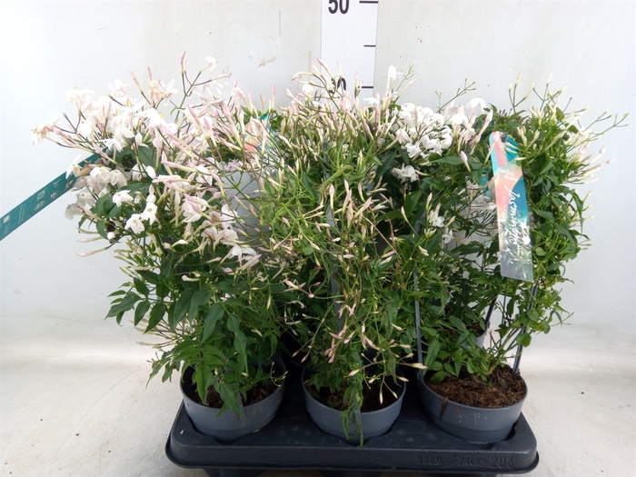<h4>Jasminum polyanthum</h4>