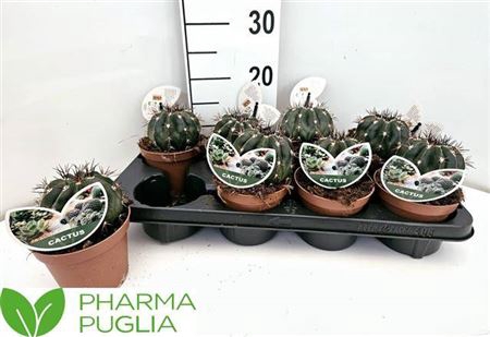 <h4>Ferocactus Hamatacan</h4>