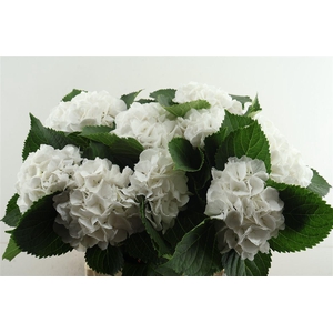 Hydr M Schneeball 80-19