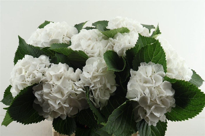 <h4>Hydr M Schneeball 80-19</h4>