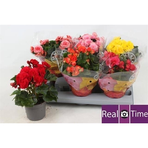 !! PROMO !! BEGONIA MIX P13