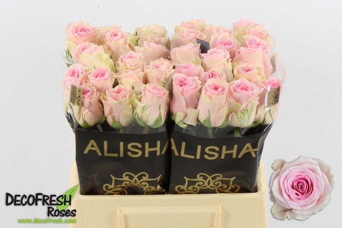 <h4>Rs gr Duchesse</h4>