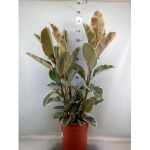 Ficus elastica 'Tineke'