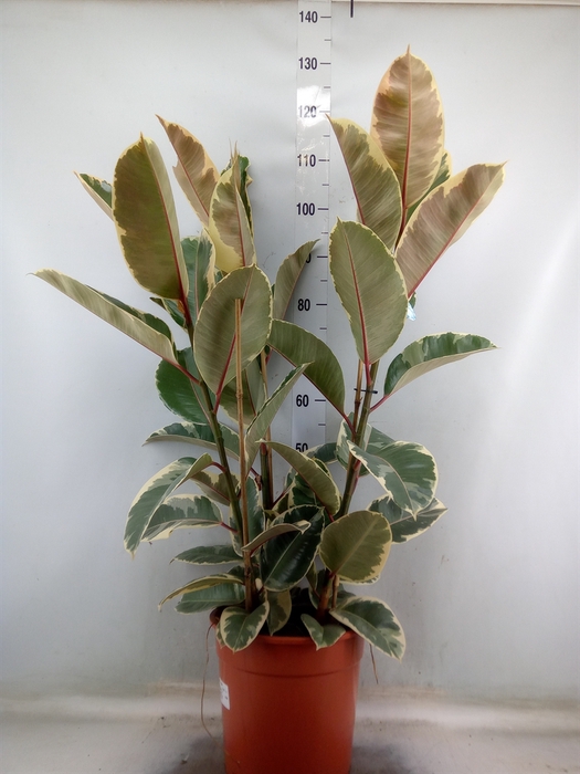 <h4>Ficus elastica 'Tineke'</h4>
