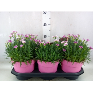 Dianthus  'Pink Kisses'