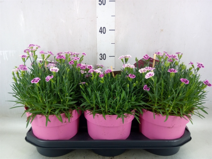 <h4>Dianthus  'Pink Kisses'</h4>