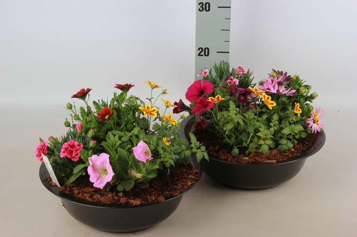 <h4>ARR TUINPLANTEN</h4>