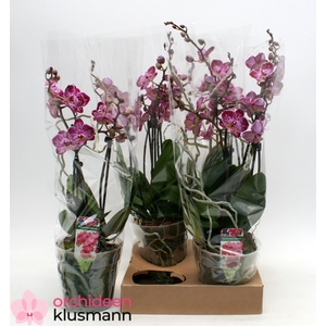 PHAL GEM