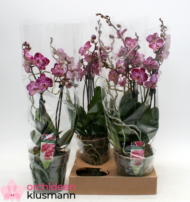 <h4>PHAL GEM</h4>