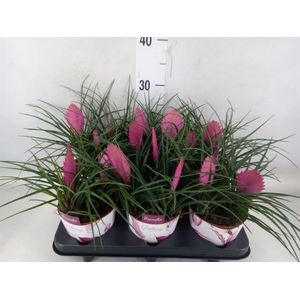 Tillandsia cyanea 'Anita'