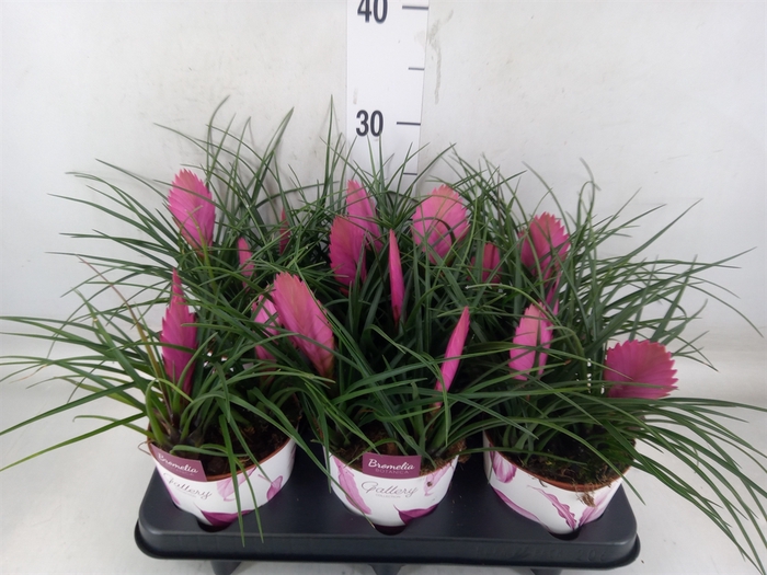 <h4>Tillandsia cyanea 'Anita'</h4>