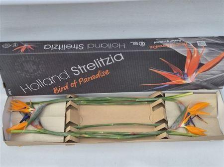 <h4>Strelitzia Reginae Bloem</h4>