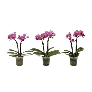 Phal Tiny Dolls Roze 2T10+ zonder Aqu@