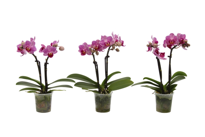 <h4>Phal Tiny Dolls Roze 2T10+ zonder Aqu@</h4>