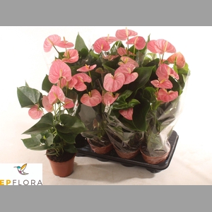 ANTHU AN ARISA PINK