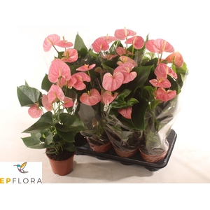 ANTHU AN ARISA PINK
