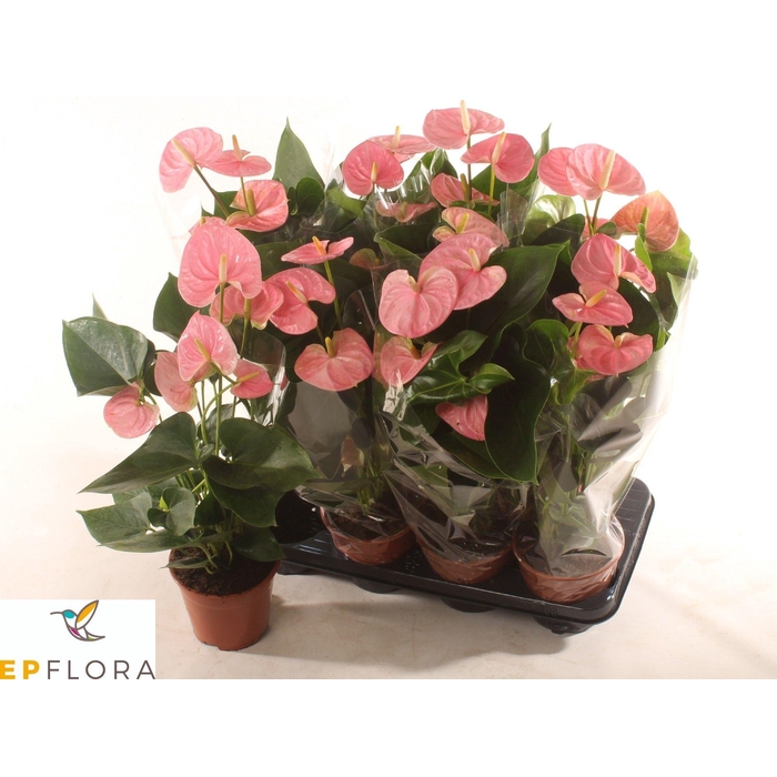 <h4>ANTHU AN ARISA PINK</h4>