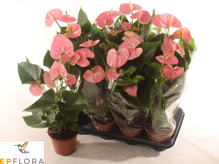 <h4>ANTHU AN ARISA PINK</h4>