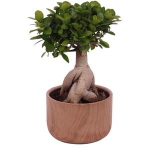 Ficus m. Ginseng Ball Shape Ø20cm in Ø22cm Ceramic NT565