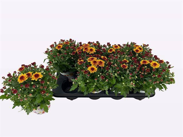 <h4>CHRYS PODII RED BICOLOR</h4>