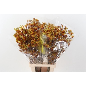 Anigoz Orange Velvet