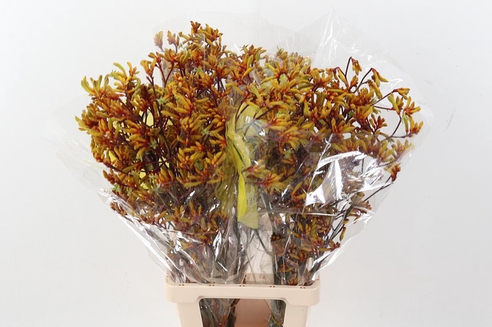 <h4>Anigoz Orange Velvet</h4>