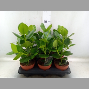 Clusia rosea 'Princess'