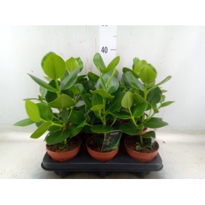 Clusia rosea 'Princess'