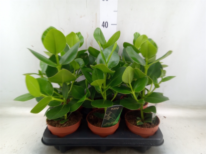 <h4>Clusia rosea 'Princess'</h4>