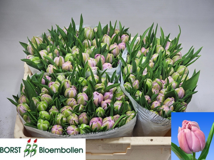 <h4>TU DU KATINKA</h4>