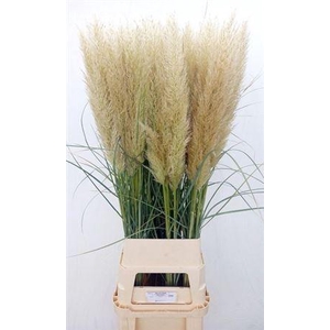 Cortaderia S Evita