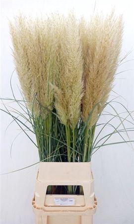 <h4>Cortaderia S Evita</h4>