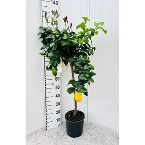 Citrus limone Lemon on stem