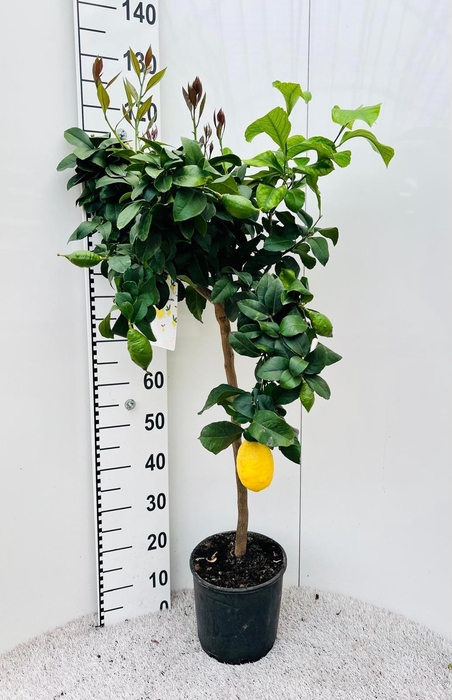 <h4>Citrus limone Lemon on stem</h4>