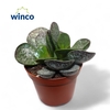 Adromischus Maculatus