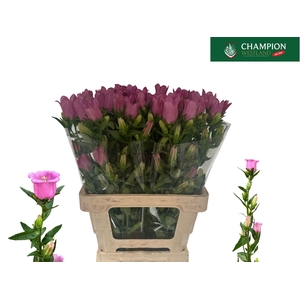 CAMP M CHAMPION ROSE