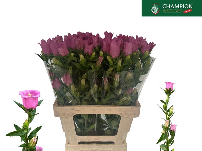 <h4>CAMP M CHAMPION ROSE</h4>