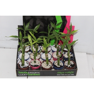 DRACENA LUCKY BAMBOO P06