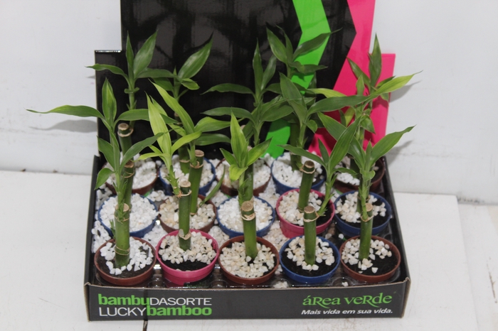 <h4>DRACENA LUCKY BAMBOO P06</h4>