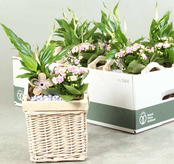 <h4>ARR KAMERPL</h4>