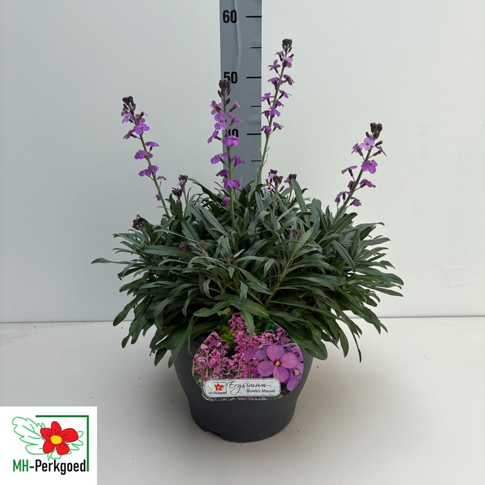 <h4>ERYS BOWLES MAUVE</h4>