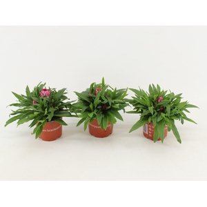 Bracteantha Dreamtime Antique Shade