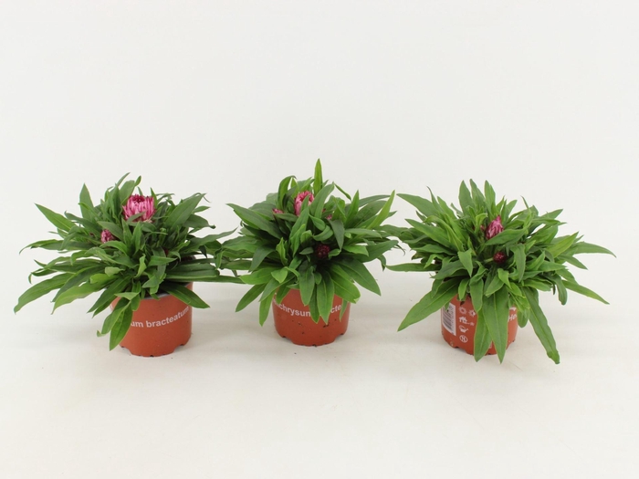 <h4>Bracteantha Dreamtime Antique Shade</h4>