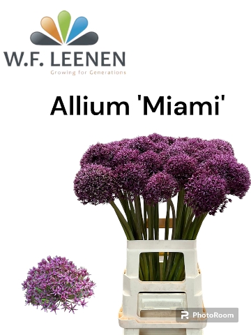 <h4>Decorum Allium 'Miami' 996</h4>