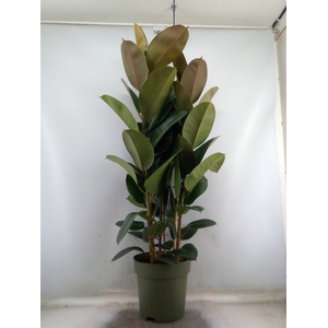 Ficus elastica 'Cloe'