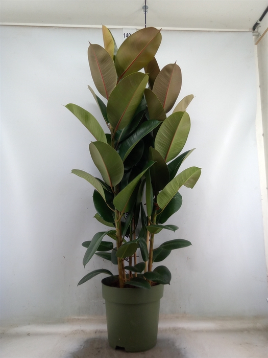 <h4>Ficus elastica 'Cloe'</h4>