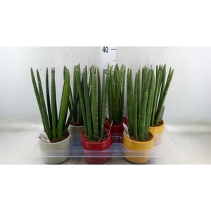 Sansevieria cyl.  ...